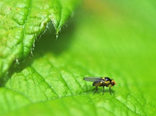 Liriomyza sp.